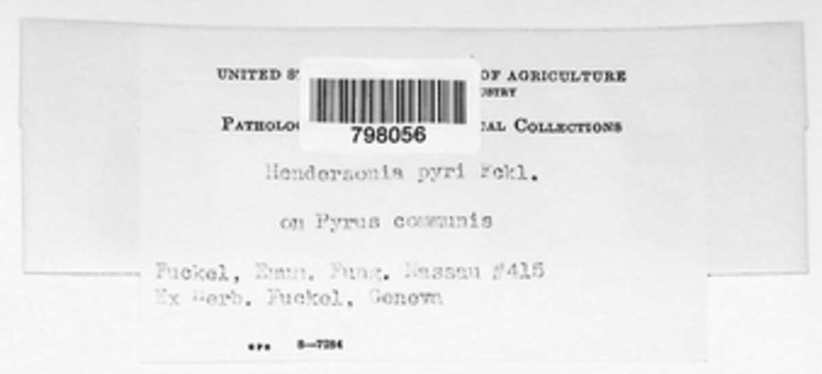 Hendersonia pyri image
